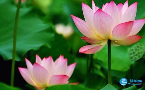 2018广州自由行旅游攻略  广州自助游攻略 2018广州自由行旅游攻略  广州自助游攻略