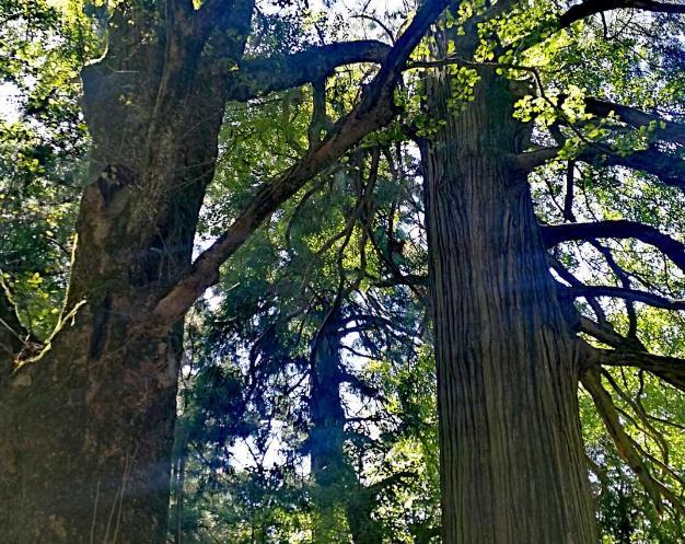 庐山三日游攻略+最佳路线 庐山三日游攻略+最佳路线