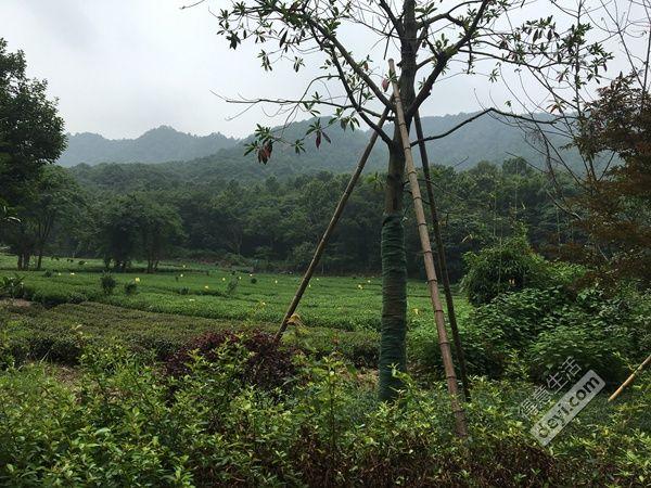 杭州自由行攻略2017 杭州自由行攻略2017