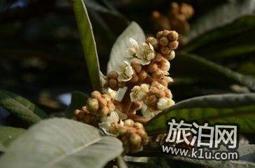 太湖东山徒步旅游攻略 太湖东山徒步旅游攻略