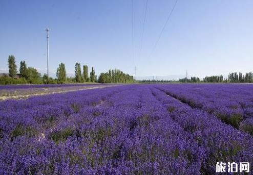 伊犁7月份自驾游最佳路线和攻略 伊犁7月份自驾游最佳路线和攻略