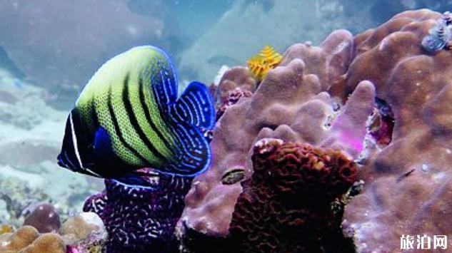 涛岛潜水学校哪家好 涛岛潜水学校怎么选 涛岛潜水学校哪家好 涛岛潜水学校怎么选