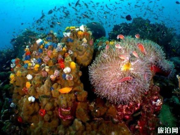 涛岛潜水学校哪家好 涛岛潜水学校怎么选 涛岛潜水学校哪家好 涛岛潜水学校怎么选