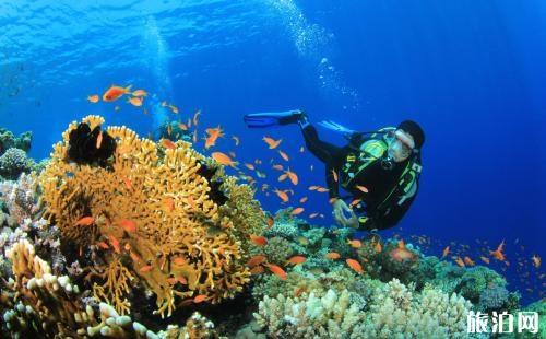 潜水证去哪里考比较好 7月适合去哪里潜水 潜水证去哪里考比较好 7月适合去哪里潜水