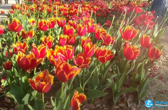 阳澄湖骑行攻略 阳澄湖骑行要准备什么 阳澄湖骑行攻略 阳澄湖骑行要准备什么