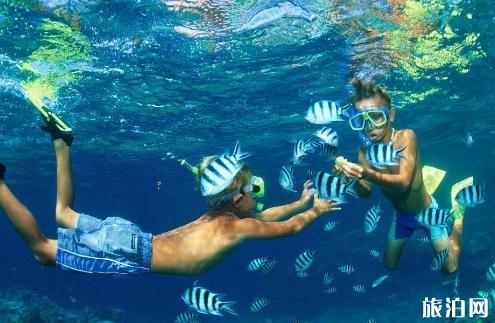 浮潜时被水母蛰了怎么办 浮潜时被水母蛰了怎么办