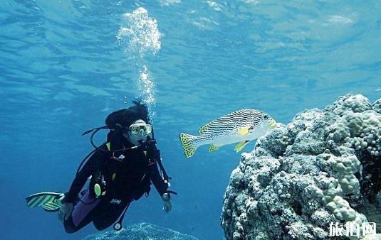 高氧潜水证多少钱 高氧潜水有哪些风险 高氧潜水证多少钱 高氧潜水有哪些风险