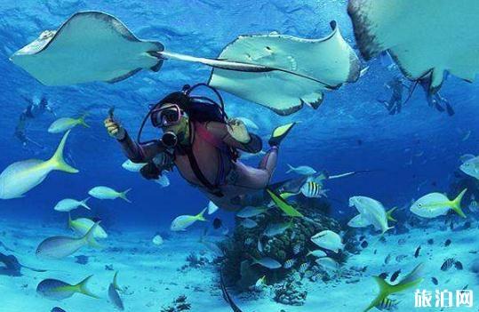 怀孕可以浮潜吗 月经期可以浮潜吗 怀孕可以浮潜吗 月经期可以浮潜吗