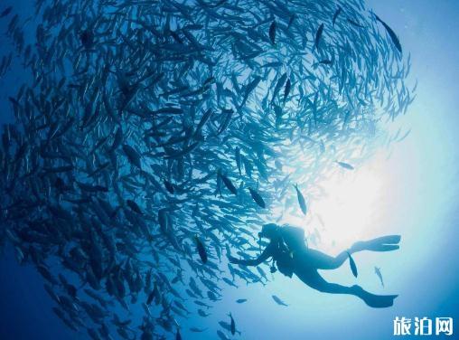 潜水的时候会遇到哪些问题 潜水的时候会遇到哪些问题