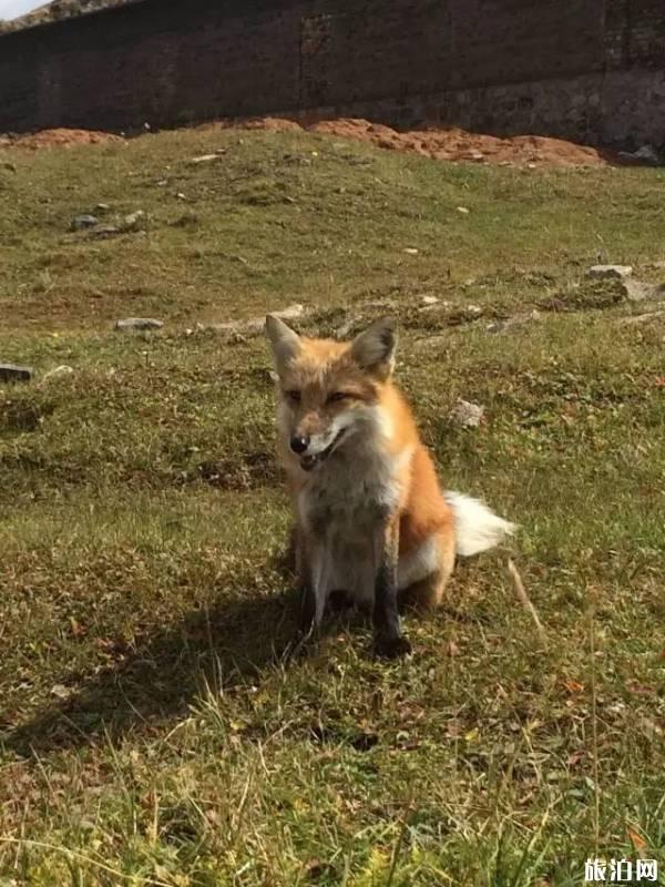 露营需要注意什么 露营需要注意什么