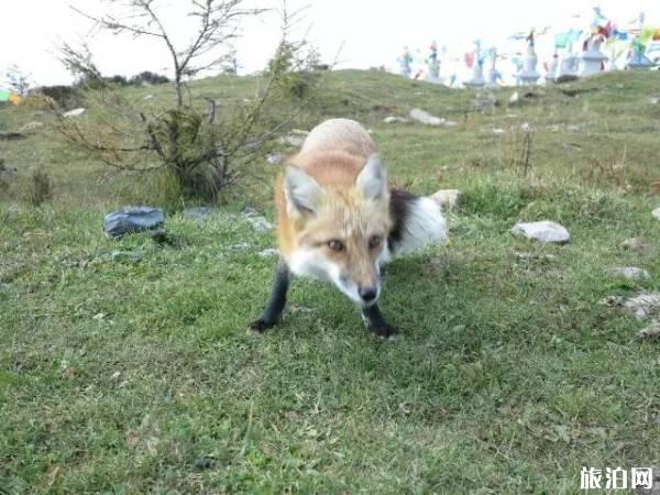 露营需要注意什么 露营需要注意什么