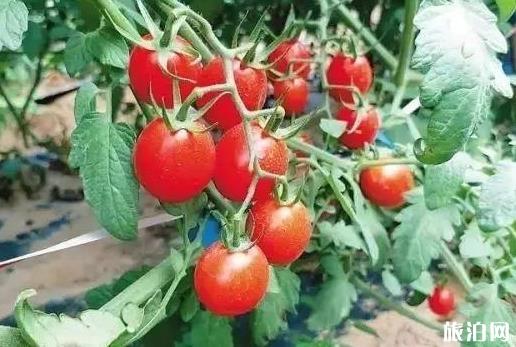 陵水有什么好吃的 海南陵水美食攻略 陵水有什么好吃的 海南陵水美食攻略