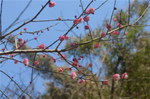 武夷山一日游最佳路线 武夷山自驾游攻略 武夷山一日游最佳路线 武夷山自驾游攻略