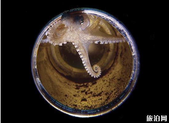 水下拍照摄影作品欣赏 潜水杂志水下摄影获奖作品 水下拍照摄影作品欣赏 潜水杂志水下摄影获奖作品