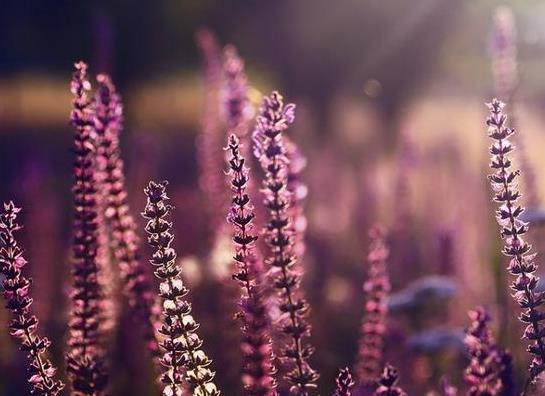 花展拍摄技巧经验分析 花展拍摄技巧经验分析