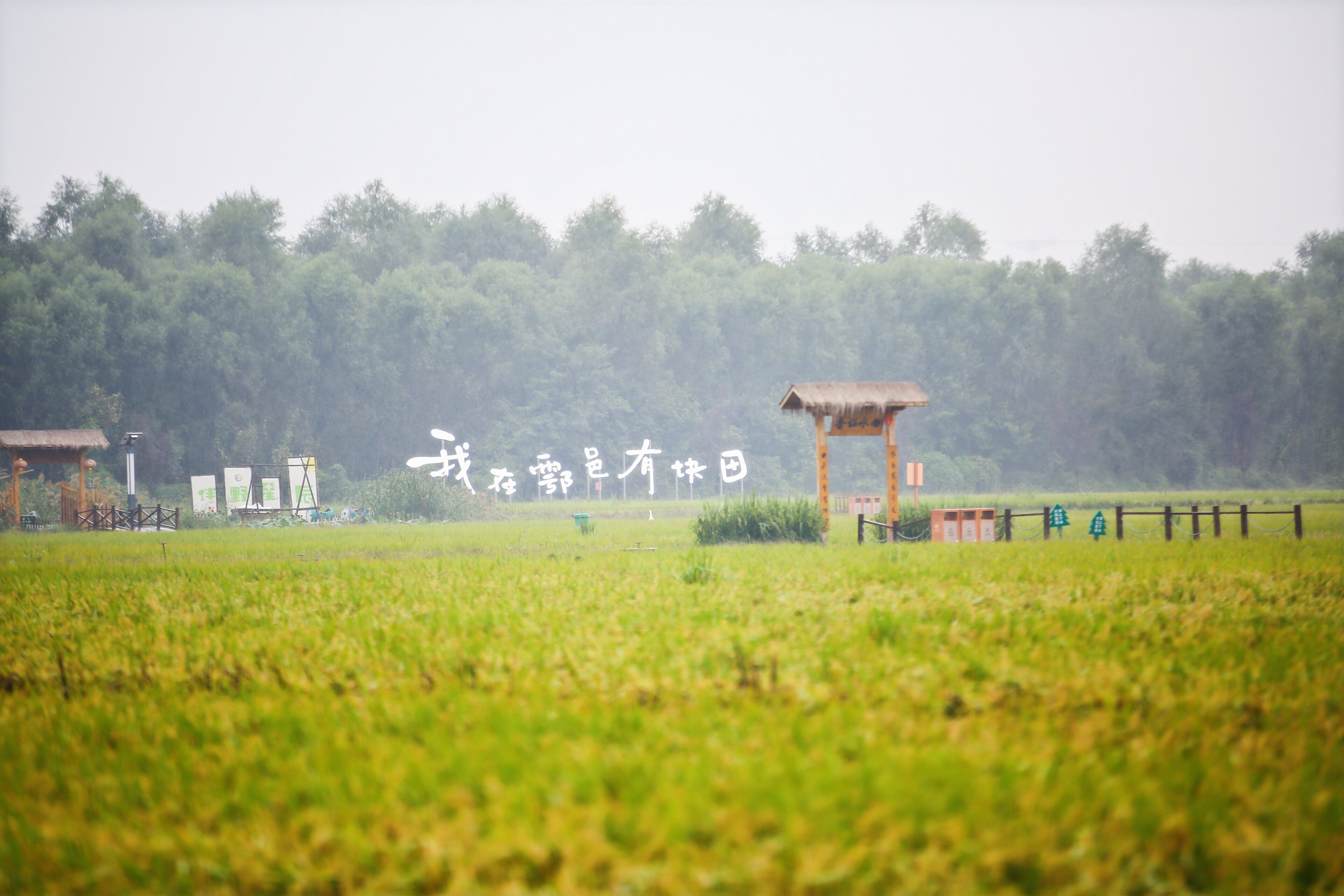 曲水稻香项目区_proc.jpg